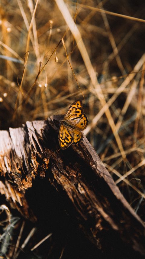 Download wallpaper 2160x3840 butterfly, brown, insect, macro samsung galaxy s4, s5, note, sony xperia z, z1, z2, z3, htc one, lenovo vibe hd background