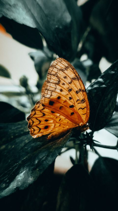 Download wallpaper 2160x3840 butterfly, brown, macro, insect samsung galaxy s4, s5, note, sony xperia z, z1, z2, z3, htc one, lenovo vibe hd background