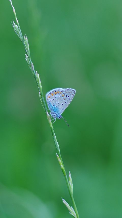 Download wallpaper 2160x3840 butterfly, grass, macro, insect, blue samsung galaxy s4, s5, note, sony xperia z, z1, z2, z3, htc one, lenovo vibe hd background