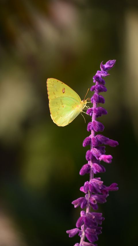 Download wallpaper 2160x3840 butterfly, yellow, insect, flower, macro samsung galaxy s4, s5, note, sony xperia z, z1, z2, z3, htc one, lenovo vibe hd background