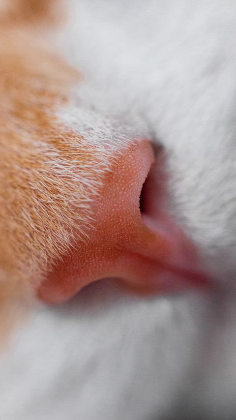 Download wallpaper 2160x3840 cat, nose, macro, close-up samsung galaxy s4, s5, note, sony xperia z, z1, z2, z3, htc one, lenovo vibe hd background