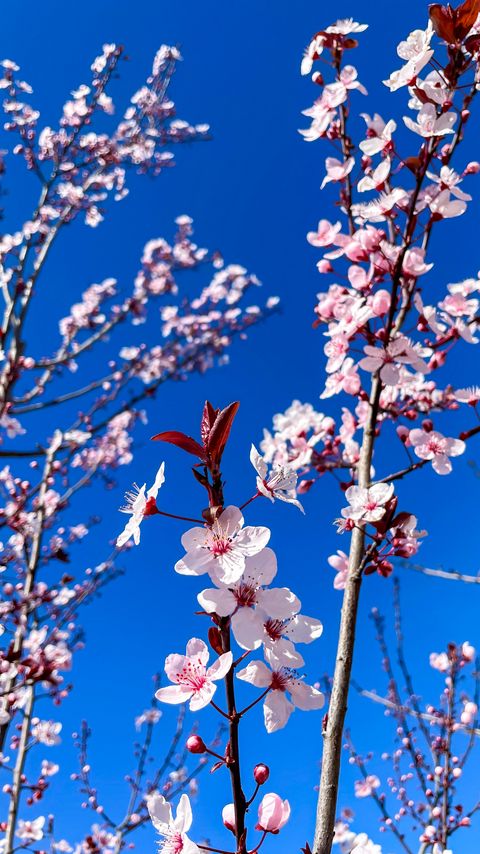 Download wallpaper 2160x3840 cherry blossom, cherry, flowers, branches, pink, spring samsung galaxy s4, s5, note, sony xperia z, z1, z2, z3, htc one, lenovo vibe hd background