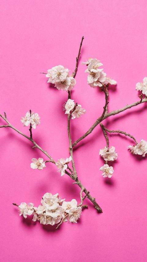 Download wallpaper 2160x3840 cherry, flowers, branches, white, pink samsung galaxy s4, s5, note, sony xperia z, z1, z2, z3, htc one, lenovo vibe hd background