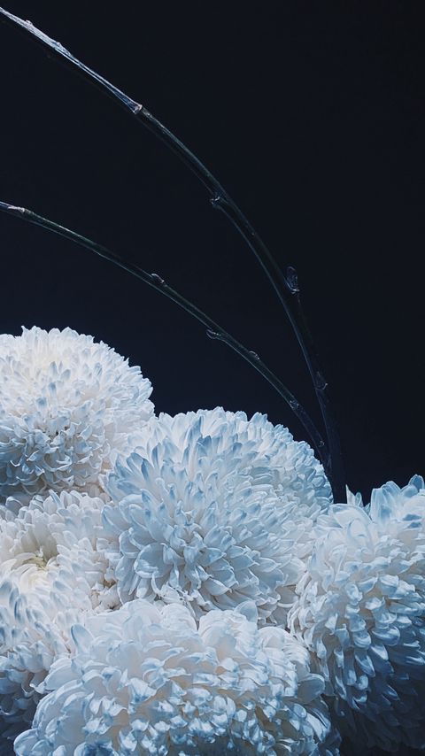 Download wallpaper 2160x3840 chrysanthemums, flowers, white, bouquet samsung galaxy s4, s5, note, sony xperia z, z1, z2, z3, htc one, lenovo vibe hd background
