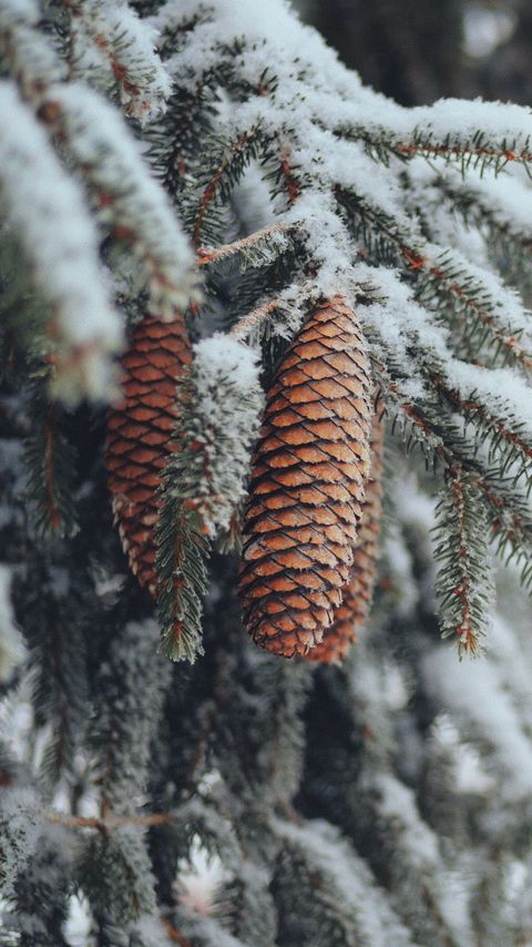 Download wallpaper 2160x3840 cones, spruce, branches, snow, winter, nature samsung galaxy s4, s5, note, sony xperia z, z1, z2, z3, htc one, lenovo vibe hd background