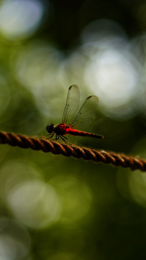 Download wallpaper 2160x3840 dragonfly, red, macro, insect samsung galaxy s4, s5, note, sony xperia z, z1, z2, z3, htc one, lenovo vibe hd background