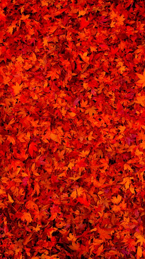 Download wallpaper 2160x3840 fallen leaves, leaves, red, bright samsung galaxy s4, s5, note, sony xperia z, z1, z2, z3, htc one, lenovo vibe hd background