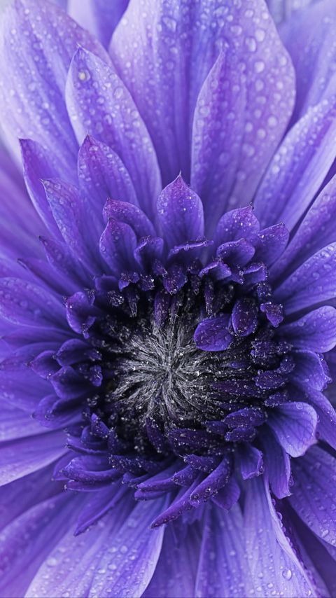 Download wallpaper 2160x3840 flower, purple, drops, petals, macro samsung galaxy s4, s5, note, sony xperia z, z1, z2, z3, htc one, lenovo vibe hd background
