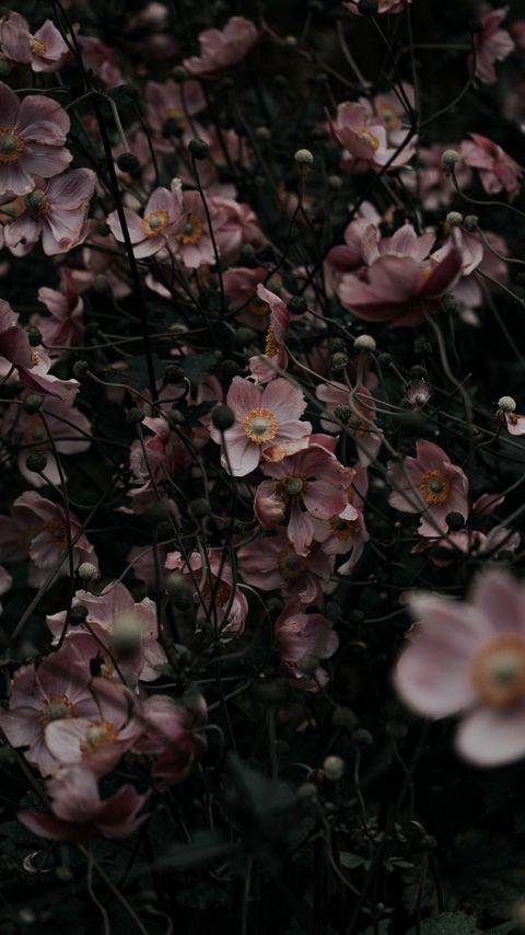 Download wallpaper 2160x3840 flowers, pink, plant, bloom samsung galaxy s4, s5, note, sony xperia z, z1, z2, z3, htc one, lenovo vibe hd background