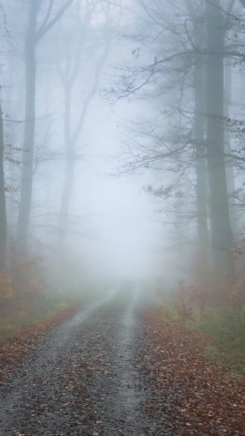 Download wallpaper 2160x3840 fog, road, trees, forest, autumn samsung galaxy s4, s5, note, sony xperia z, z1, z2, z3, htc one, lenovo vibe hd background