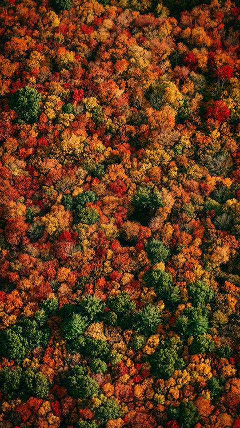 Download wallpaper 2160x3840 forest, aerial view, trees, autumn, colorful samsung galaxy s4, s5, note, sony xperia z, z1, z2, z3, htc one, lenovo vibe hd background