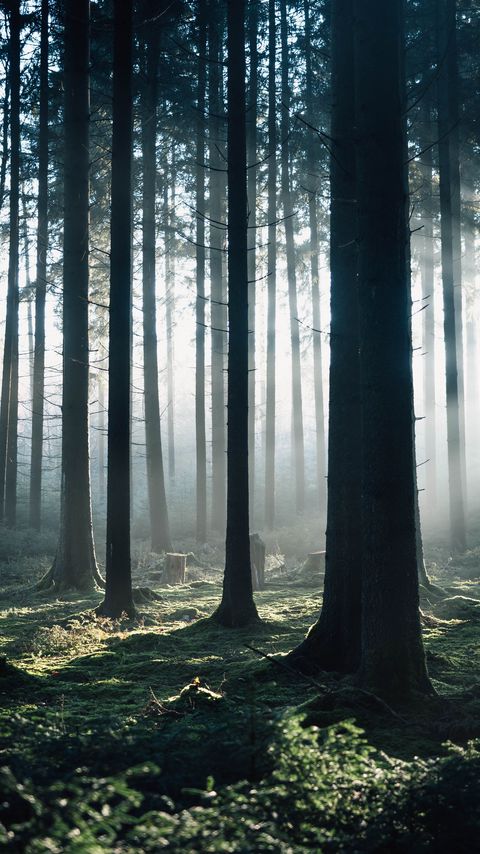 Download wallpaper 2160x3840 forest, fog, trees, morning, nature samsung galaxy s4, s5, note, sony xperia z, z1, z2, z3, htc one, lenovo vibe hd background