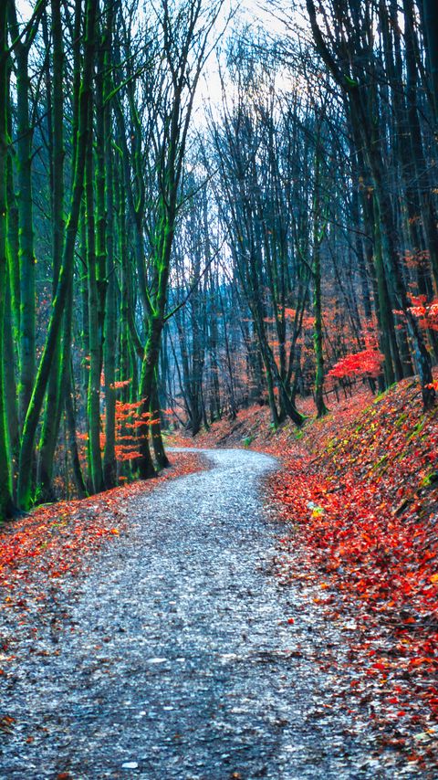 Download wallpaper 2160x3840 forest, path, autumn, nature, fallen leaves samsung galaxy s4, s5, note, sony xperia z, z1, z2, z3, htc one, lenovo vibe hd background