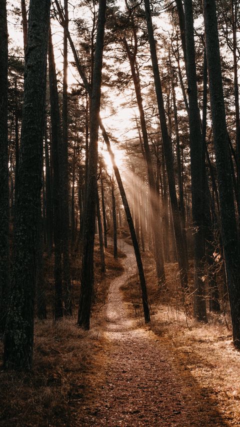 Download wallpaper 2160x3840 forest, path, trees, sunlight, autumn samsung galaxy s4, s5, note, sony xperia z, z1, z2, z3, htc one, lenovo vibe hd background