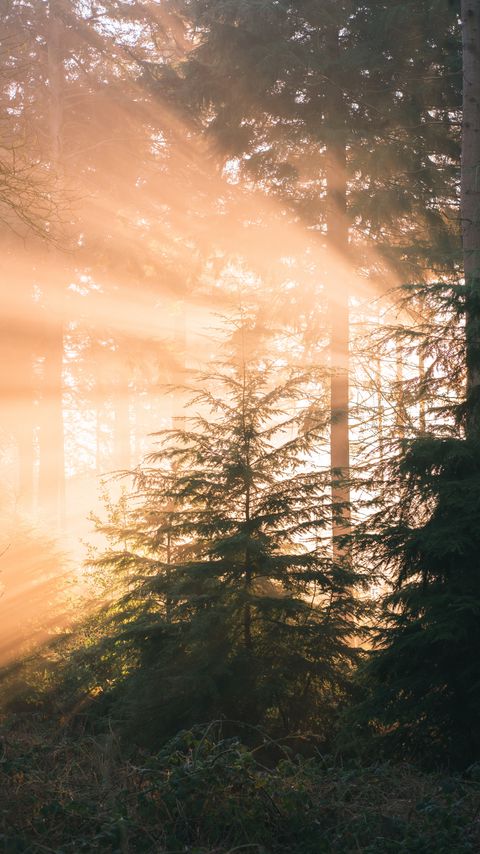 Download wallpaper 2160x3840 forest, pine, sun, rays, light, nature samsung galaxy s4, s5, note, sony xperia z, z1, z2, z3, htc one, lenovo vibe hd background