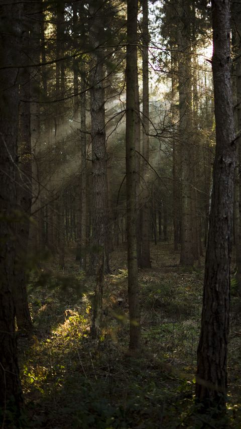 Download wallpaper 2160x3840 forest, pines, trees, sunlight, rays samsung galaxy s4, s5, note, sony xperia z, z1, z2, z3, htc one, lenovo vibe hd background
