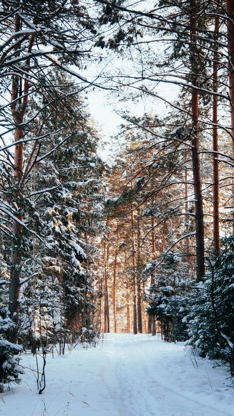 Download wallpaper 2160x3840 forest, pines, trees, snow, path, winter samsung galaxy s4, s5, note, sony xperia z, z1, z2, z3, htc one, lenovo vibe hd background