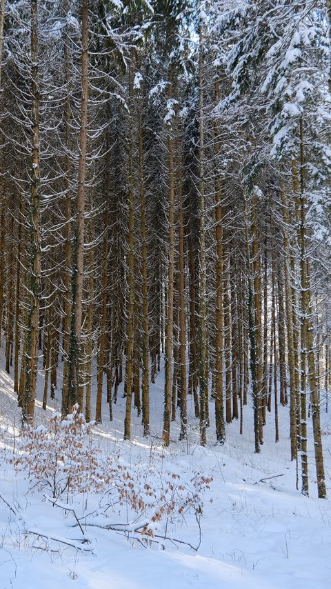 Download wallpaper 2160x3840 forest, snow, winter, nature samsung galaxy s4, s5, note, sony xperia z, z1, z2, z3, htc one, lenovo vibe hd background