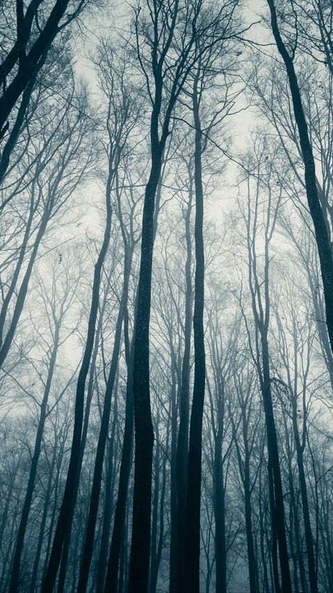 Download wallpaper 2160x3840 forest, trees, fog, mist, nature samsung galaxy s4, s5, note, sony xperia z, z1, z2, z3, htc one, lenovo vibe hd background