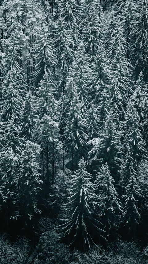 Download wallpaper 2160x3840 forest, trees, snow, winter, fir samsung galaxy s4, s5, note, sony xperia z, z1, z2, z3, htc one, lenovo vibe hd background