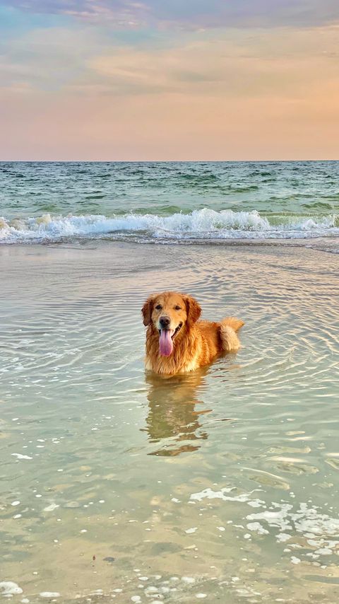 Download wallpaper 2160x3840 golden retriever, dog, protruding tongue, sea, water, pet, brown samsung galaxy s4, s5, note, sony xperia z, z1, z2, z3, htc one, lenovo vibe hd background