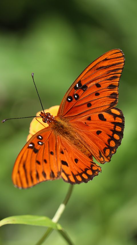 Download wallpaper 2160x3840 gulf fritillary, butterfly, insect, brown, macro samsung galaxy s4, s5, note, sony xperia z, z1, z2, z3, htc one, lenovo vibe hd background