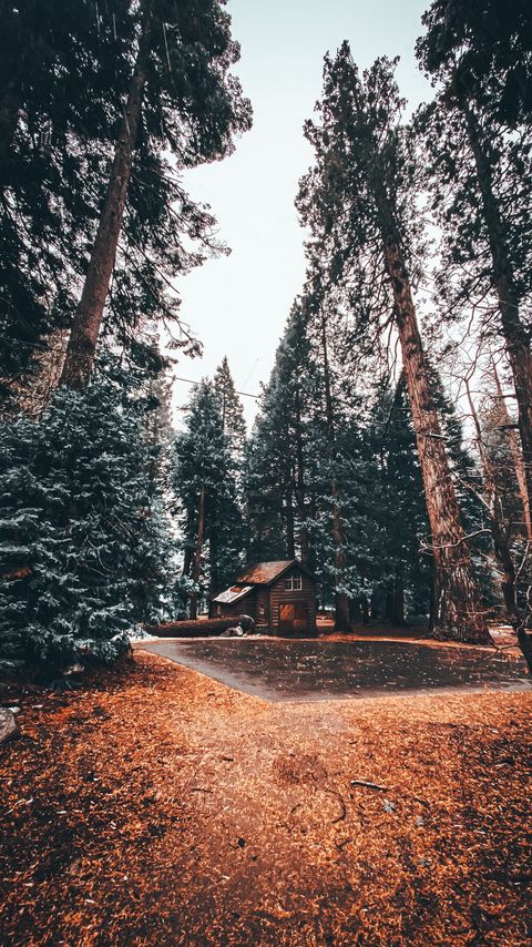 Download wallpaper 2160x3840 house, trees, forest, comfort, alone, nature samsung galaxy s4, s5, note, sony xperia z, z1, z2, z3, htc one, lenovo vibe hd background