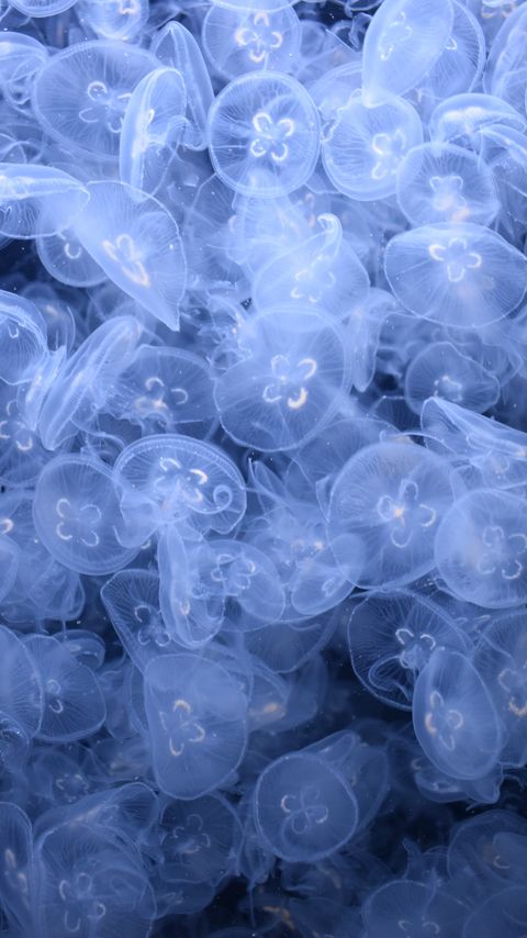 Download wallpaper 2160x3840 jellyfish, creatures, blue, water, depth samsung galaxy s4, s5, note, sony xperia z, z1, z2, z3, htc one, lenovo vibe hd background