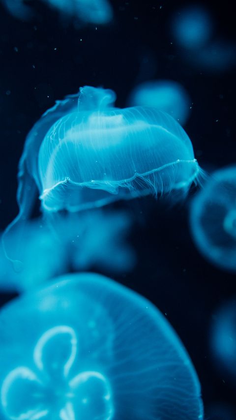 Download wallpaper 2160x3840 jellyfish, creatures, blue, water, underwater samsung galaxy s4, s5, note, sony xperia z, z1, z2, z3, htc one, lenovo vibe hd background