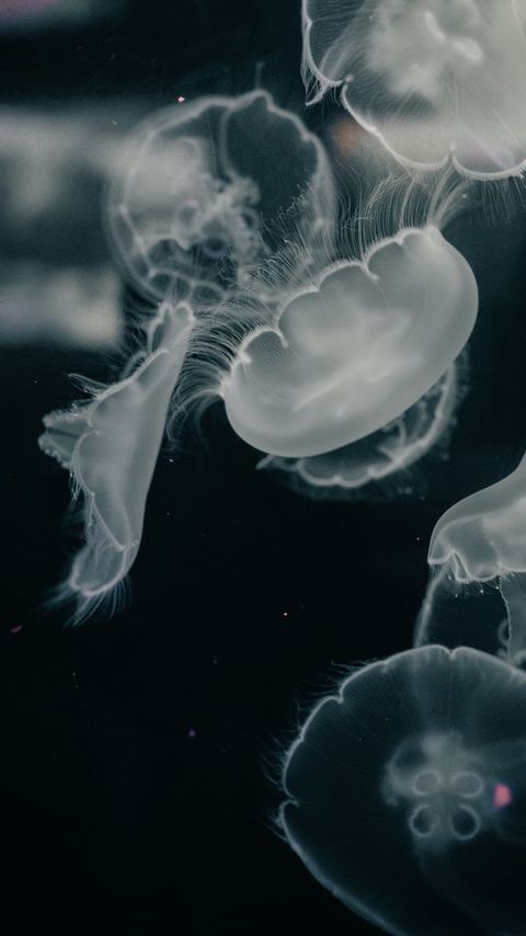 Download wallpaper 2160x3840 jellyfish, creatures, gray, water, underwater samsung galaxy s4, s5, note, sony xperia z, z1, z2, z3, htc one, lenovo vibe hd background