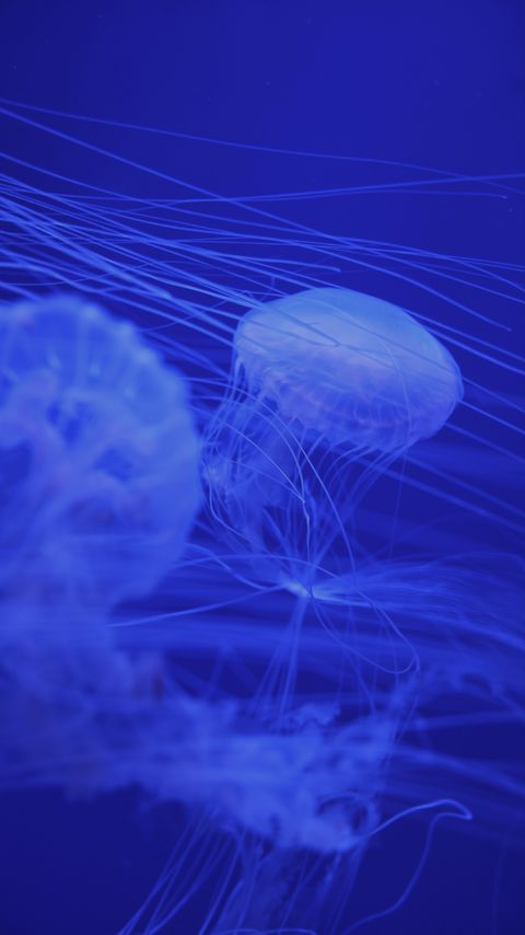 Download wallpaper 2160x3840 jellyfish, tentacles, blue, creatures samsung galaxy s4, s5, note, sony xperia z, z1, z2, z3, htc one, lenovo vibe hd background