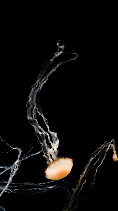 Download wallpaper 2160x3840 jellyfish, tentacles, creatures, brown, underwater samsung galaxy s4, s5, note, sony xperia z, z1, z2, z3, htc one, lenovo vibe hd background