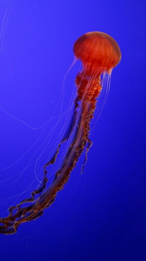 Download wallpaper 2160x3840 jellyfish, tentacles, red, creature samsung galaxy s4, s5, note, sony xperia z, z1, z2, z3, htc one, lenovo vibe hd background