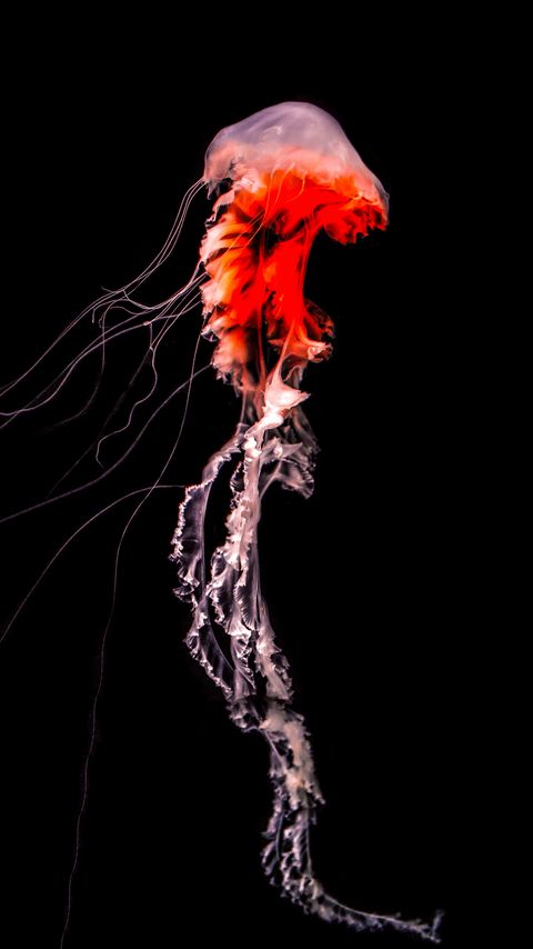 Download wallpaper 2160x3840 jellyfish, tentacles, red, creature, underwater samsung galaxy s4, s5, note, sony xperia z, z1, z2, z3, htc one, lenovo vibe hd background