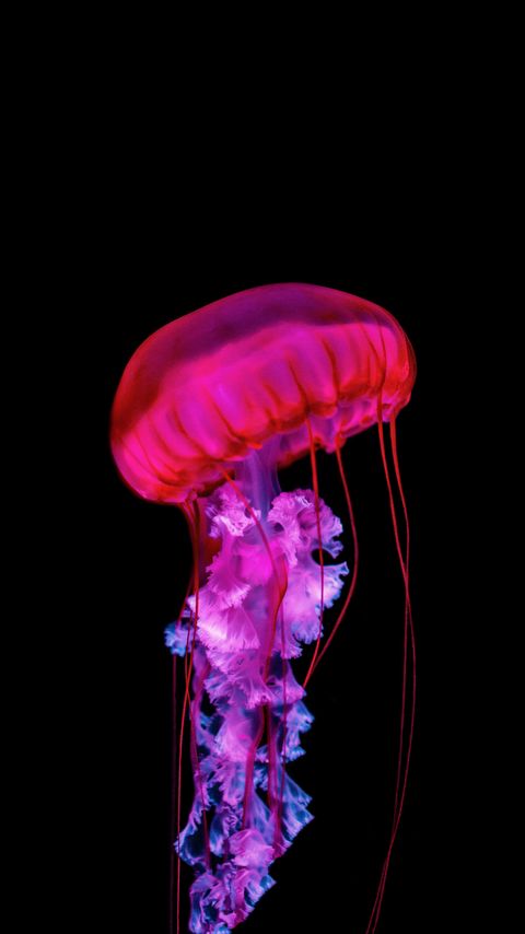 Download wallpaper 2160x3840 jellyfish, tentacles, red, underwater samsung galaxy s4, s5, note, sony xperia z, z1, z2, z3, htc one, lenovo vibe hd background