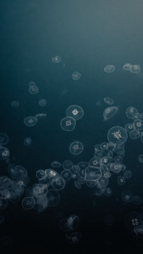 Download wallpaper 2160x3840 jellyfish, water, underwater, gray samsung galaxy s4, s5, note, sony xperia z, z1, z2, z3, htc one, lenovo vibe hd background