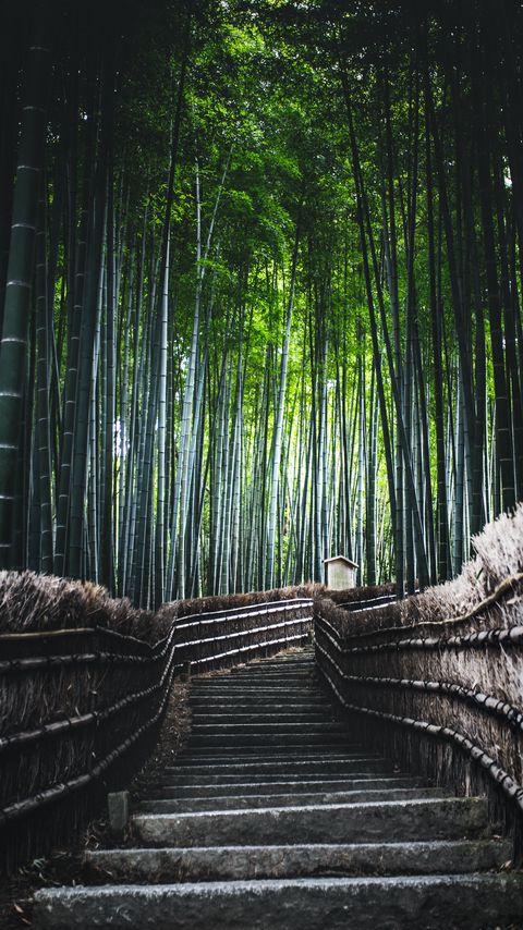 Download wallpaper 2160x3840 ladder, forest, bamboo, trees samsung galaxy s4, s5, note, sony xperia z, z1, z2, z3, htc one, lenovo vibe hd background