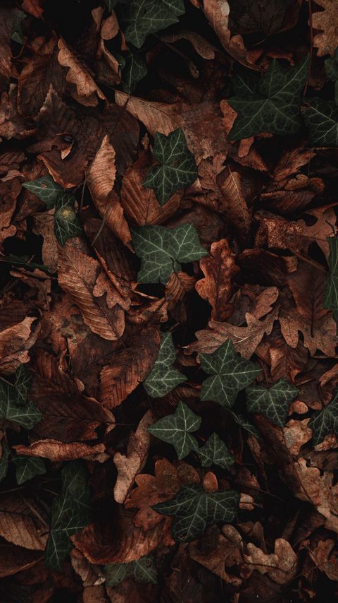 Download wallpaper 2160x3840 leaves, plant, green, brown, dry samsung galaxy s4, s5, note, sony xperia z, z1, z2, z3, htc one, lenovo vibe hd background