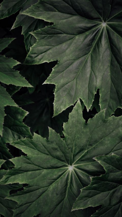 Download wallpaper 2160x3840 leaves, plant, macro, surface, green samsung galaxy s4, s5, note, sony xperia z, z1, z2, z3, htc one, lenovo vibe hd background