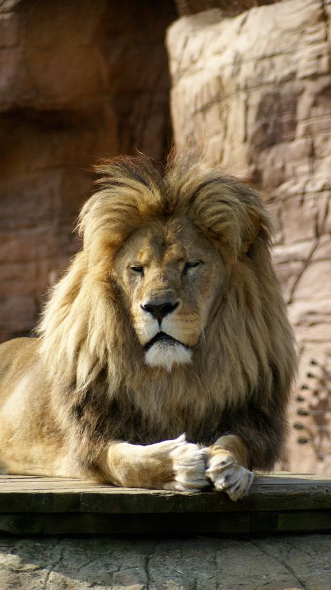 Download wallpaper 2160x3840 lion, animal, king of beasts, big cat, brown samsung galaxy s4, s5, note, sony xperia z, z1, z2, z3, htc one, lenovo vibe hd background