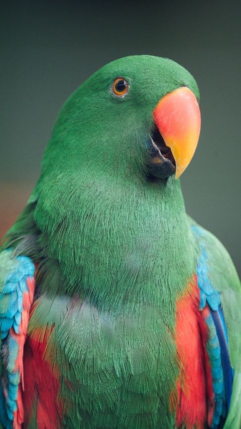 Download wallpaper 2160x3840 macaw, parrot, bird, green, colorful samsung galaxy s4, s5, note, sony xperia z, z1, z2, z3, htc one, lenovo vibe hd background