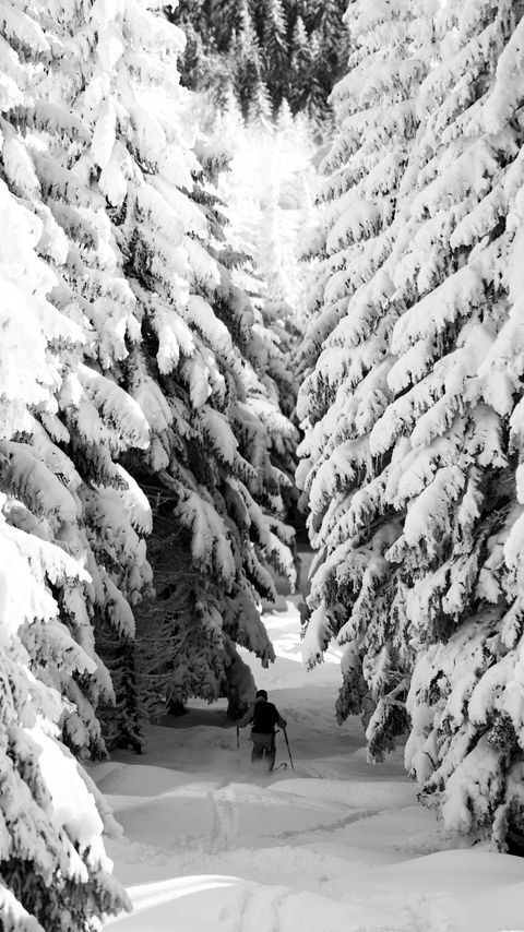 Download wallpaper 2160x3840 man, skiing, snow, winter, forest, nature samsung galaxy s4, s5, note, sony xperia z, z1, z2, z3, htc one, lenovo vibe hd background