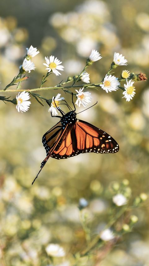 Download wallpaper 2160x3840 monarch butterfly, butterfly, brown, insect, flowers samsung galaxy s4, s5, note, sony xperia z, z1, z2, z3, htc one, lenovo vibe hd background