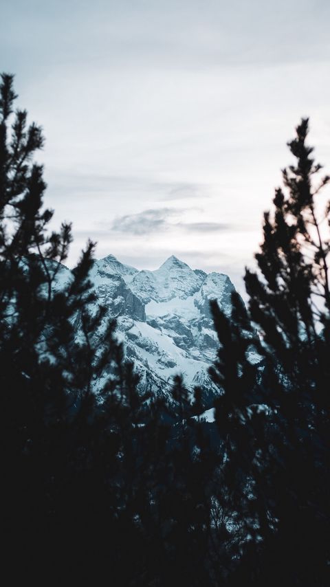 Download wallpaper 2160x3840 mountain, peak, snow, trees, branches, view samsung galaxy s4, s5, note, sony xperia z, z1, z2, z3, htc one, lenovo vibe hd background