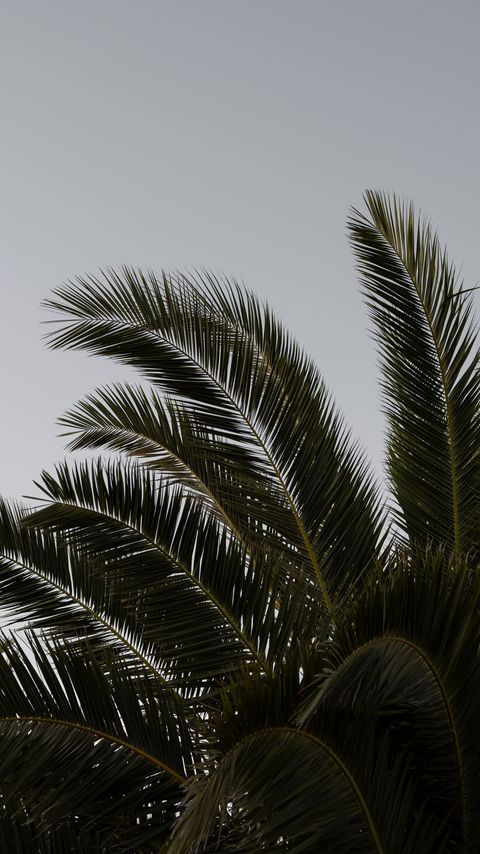 Download wallpaper 2160x3840 palm, branches, leaves, plant samsung galaxy s4, s5, note, sony xperia z, z1, z2, z3, htc one, lenovo vibe hd background