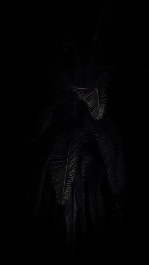 Download wallpaper 2160x3840 palm tree, branches, dark, black samsung galaxy s4, s5, note, sony xperia z, z1, z2, z3, htc one, lenovo vibe hd background
