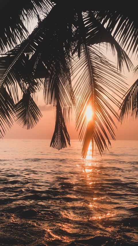 Download wallpaper 2160x3840 palm tree, sunset, water, branches, dusk samsung galaxy s4, s5, note, sony xperia z, z1, z2, z3, htc one, lenovo vibe hd background