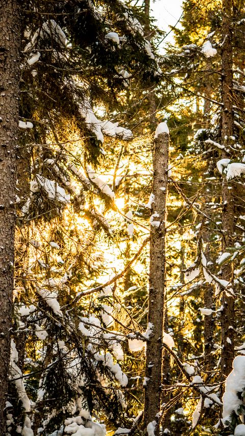 Download wallpaper 2160x3840 pines, trees, snow, forest, sunlight, winter samsung galaxy s4, s5, note, sony xperia z, z1, z2, z3, htc one, lenovo vibe hd background