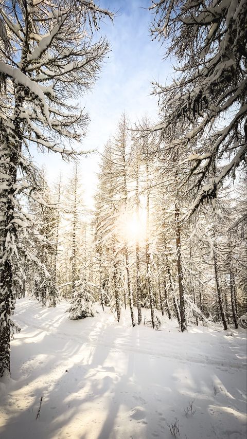 Download wallpaper 2160x3840 pines, trees, snow, sunlight, winter, nature samsung galaxy s4, s5, note, sony xperia z, z1, z2, z3, htc one, lenovo vibe hd background