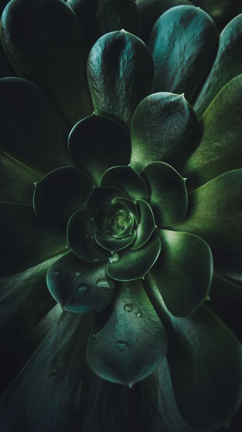 Download wallpaper 2160x3840 plant, succulent, leaves, macro, green samsung galaxy s4, s5, note, sony xperia z, z1, z2, z3, htc one, lenovo vibe hd background